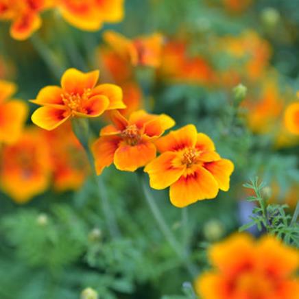 Natural active Lutein Marigold